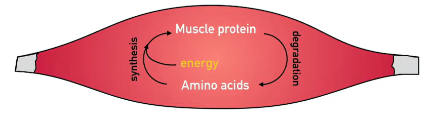 Gradjenje i održavanje mi&scaron;ićne mase