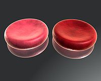 Izgled arterijskog i venskog eritrocita