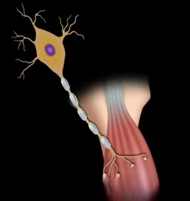 Simptomi hipokalcemije