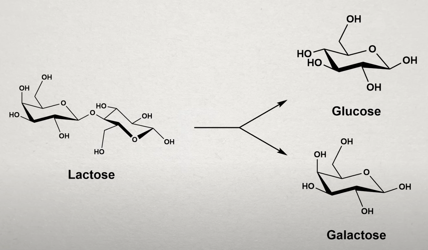 Ilustracija enzima laktaze koji razlaže laktozu