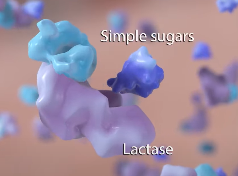 Ilustracija enzima Laktaze koji razbija laktozu na proste &scaron;ećere