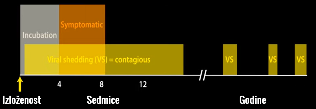 mononukleoza i koliko dugo traje zaraznost