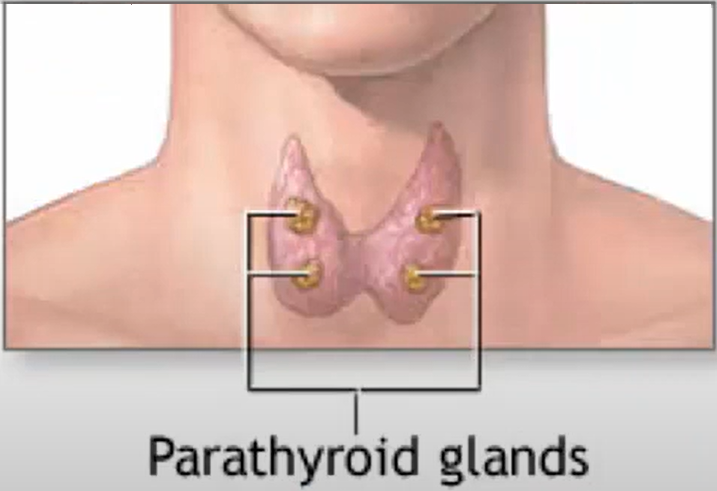 Ilustracija paratiroidne žlezde