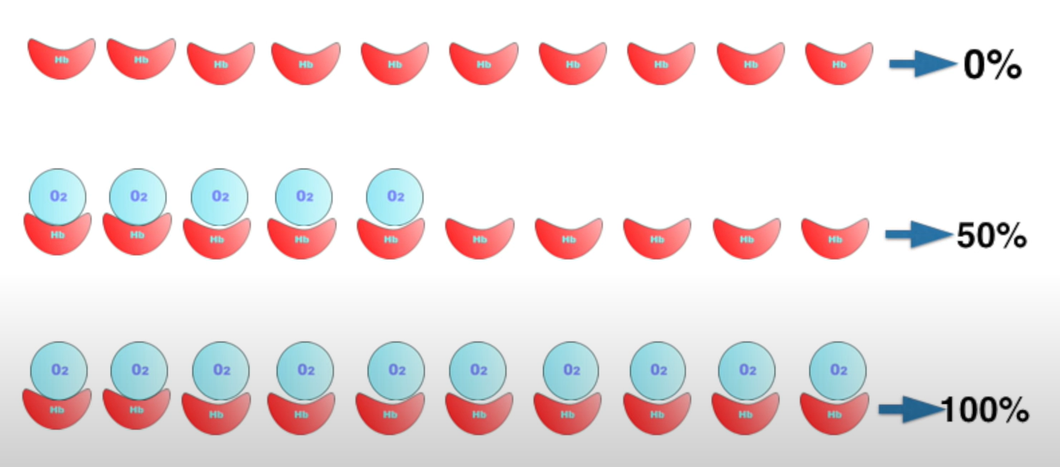 Molekuli hemoglobina koji nose kiseonik i procenat zasicenost