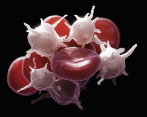 Trombociti i eritrociti